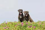 CANE CORSO 199